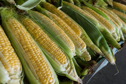 How To Grow Corn In The Garden