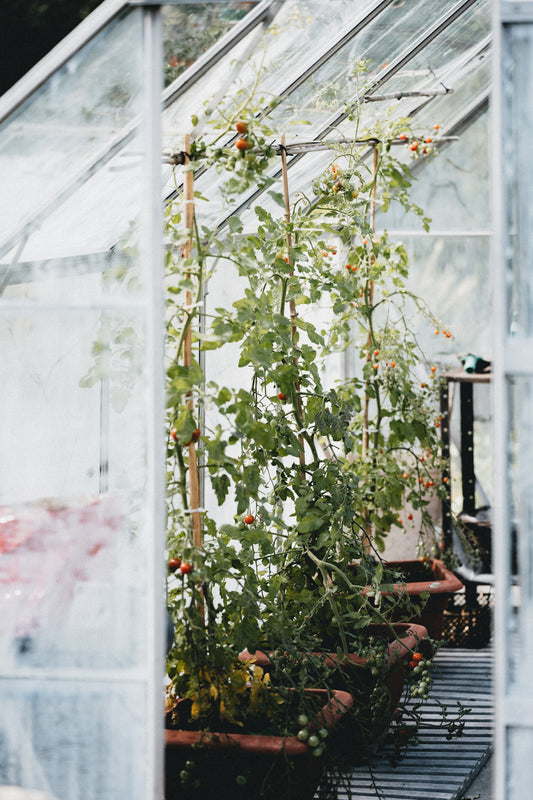6 Ways To Extend The Growing Season