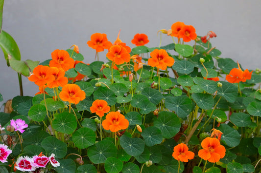 Why Nasturtiums Are Special