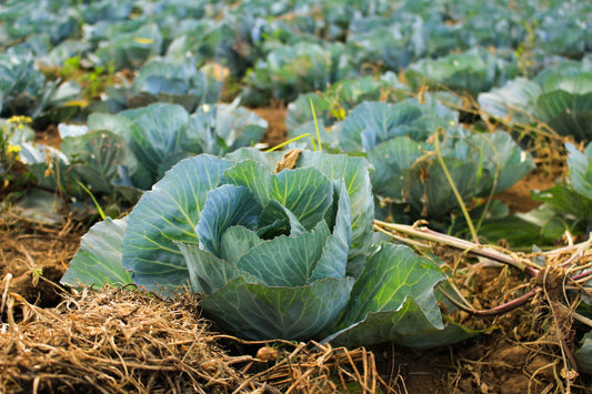 The Benefits of Mulching The Vegetable Garden