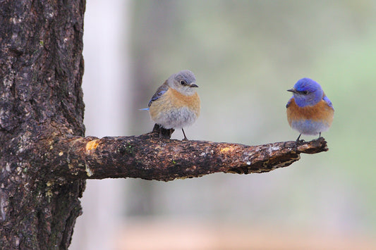 Drawing in Birds and Butterflies To Your Garden