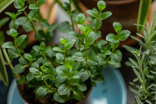 What To Grow When You Have No Outdoor Space