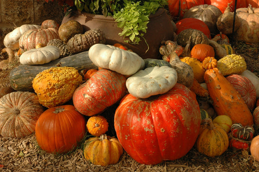 A Comprehensive Guide To Pumpkin Varieties