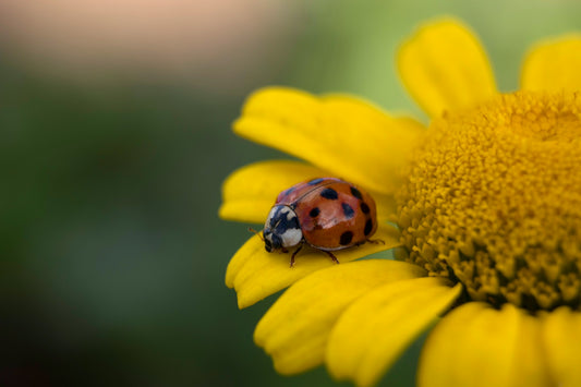 Ladybugs vs Asian Lady Beetles