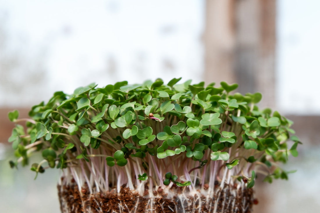 How To Grow Microgreens