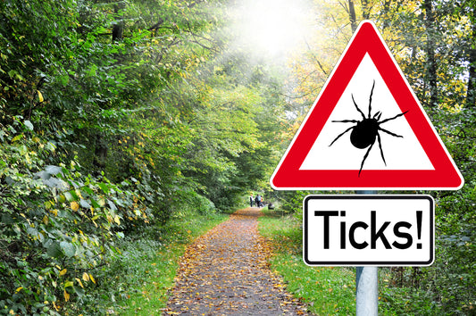 Ticks And Gardening: How To Stay Safe And Keep The Ticks Away