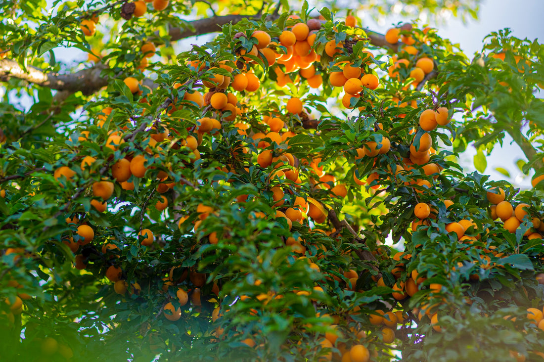 Beyond Vegetable Gardening: The Benefits of Edible Landscaping