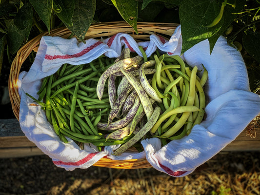 Basic of Growing Pole and Bush Beans Outdoors