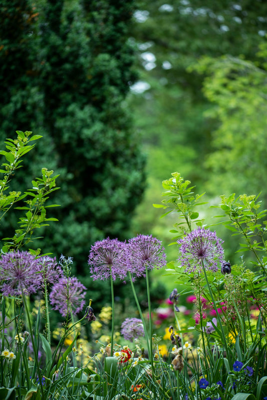 How to Transform Your Lawn into a Wildflower Meadow
