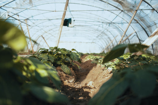 Beginner's Guide to Hoop House Growing