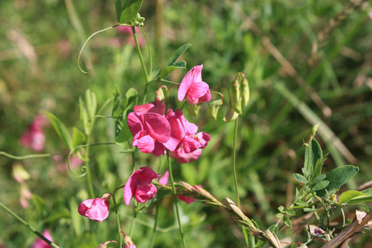 Top 5 Annual Flowers To Plant In Spring