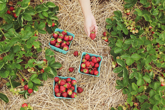 How To Apply Mulch To The Vegetable Garden
