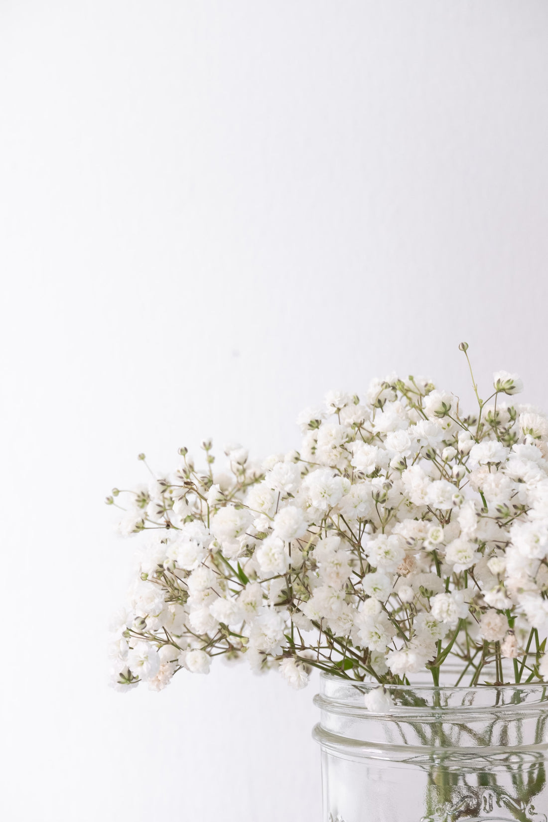 How To Grow Baby's Breath Flowers From Seed