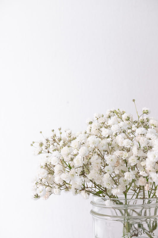 How To Grow Baby's Breath Flowers From Seed
