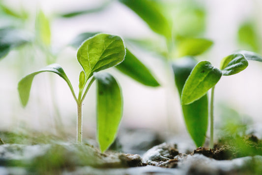 The Importance of Buying Seeds Now
