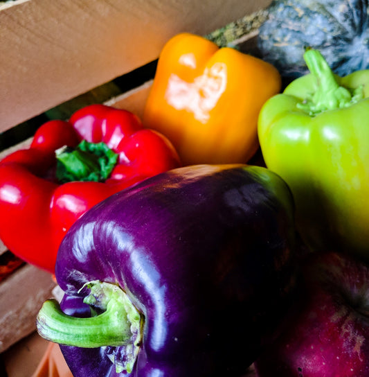 Basics of Growing Peppers Outdoors