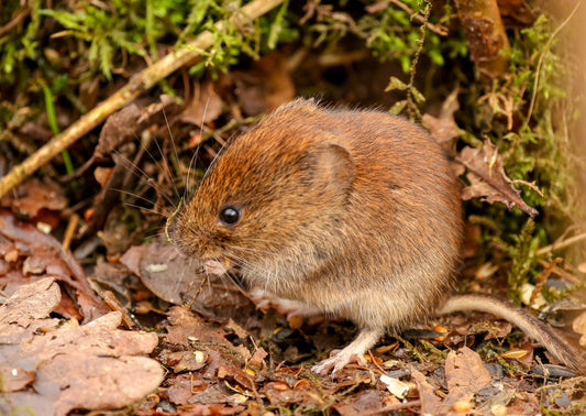 Garden Under Attack? The Complete Guide to Dealing with Moles and Voles
