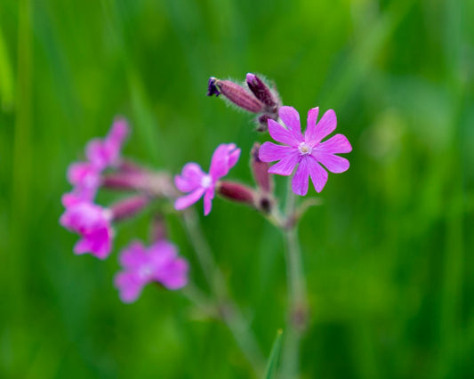 Top 9 Native Perennials for Early Spring Blooms