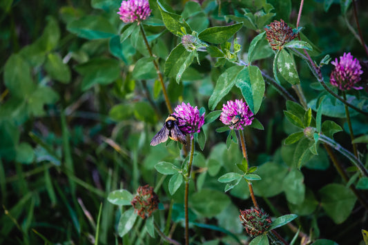 Cover Crops For Healthier Garden Soil