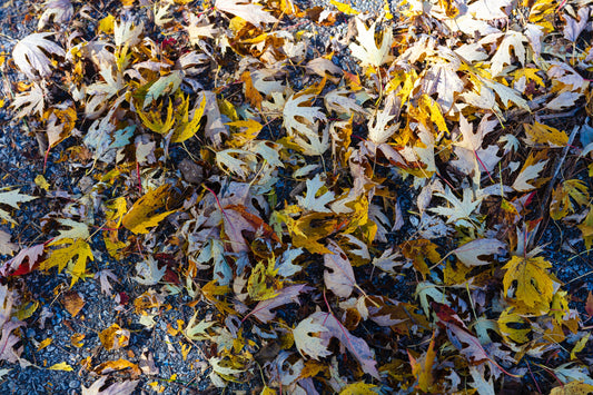 Types of Mulch For the Vegetable Garden