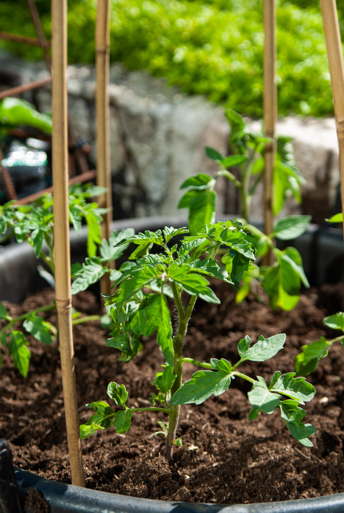 Tomato Blossom End Rot: Effective Prevention and Treatment Strategies