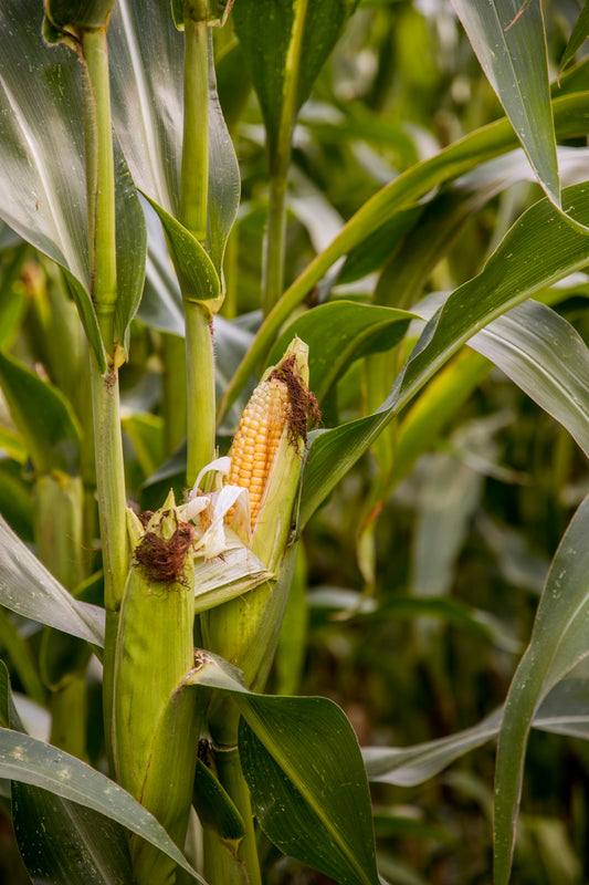 Exploring the Many Amazing Varieties of Home-Grown Corn