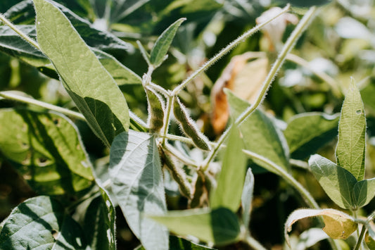 Four Amazing (and Easy) Beans To Grow For Protein