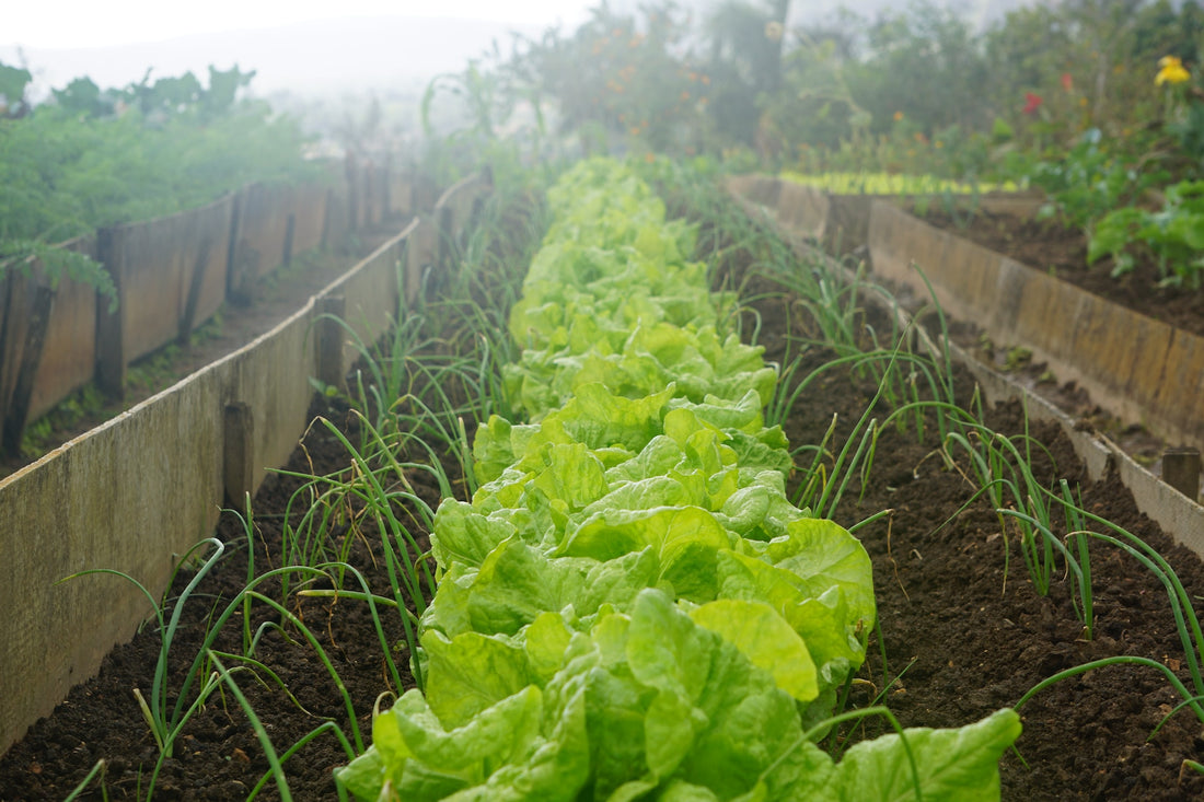 13 Hacks For A Successful Vegetable Garden