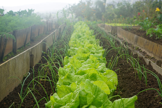 13 Hacks For A Successful Vegetable Garden