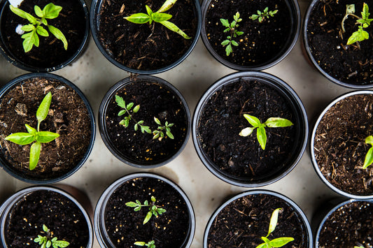 Seeds and Transplants, The Pros and Cons