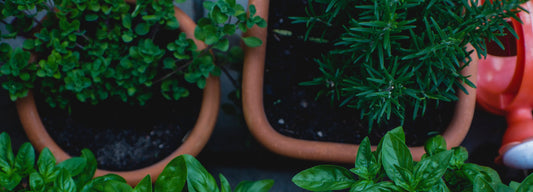 How To Grow Herbs Indoors