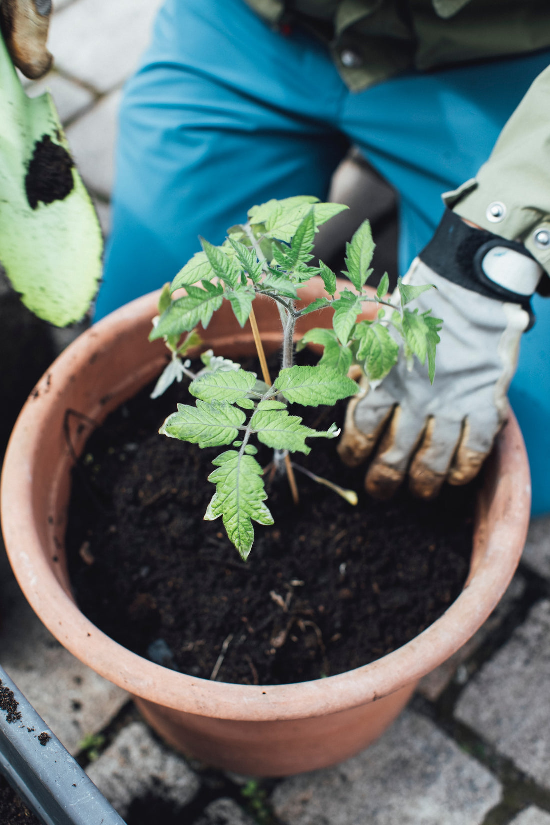 Top 5 Tips For Successful Container Gardening