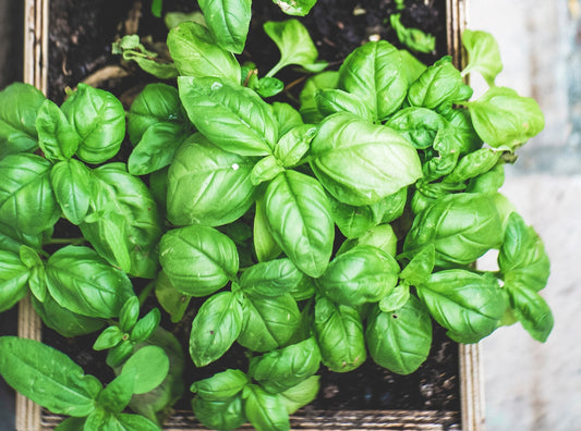 Healthy Herbs For The Garden