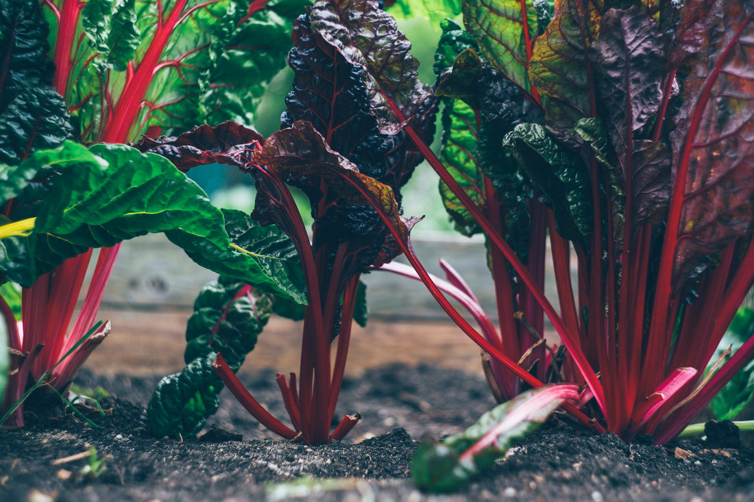 Introduction to Square Foot Gardening