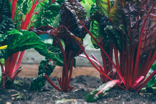 Introduction to Square Foot Gardening