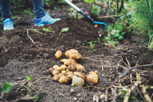 Types of Soil and Why It Matters