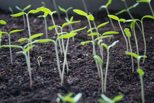 Ways To Reduce Nitrogen in the Soil