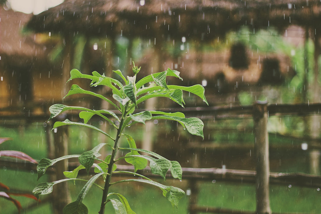 Rain Gardens Part One: Introduction to Rain Gardens And Their Importance