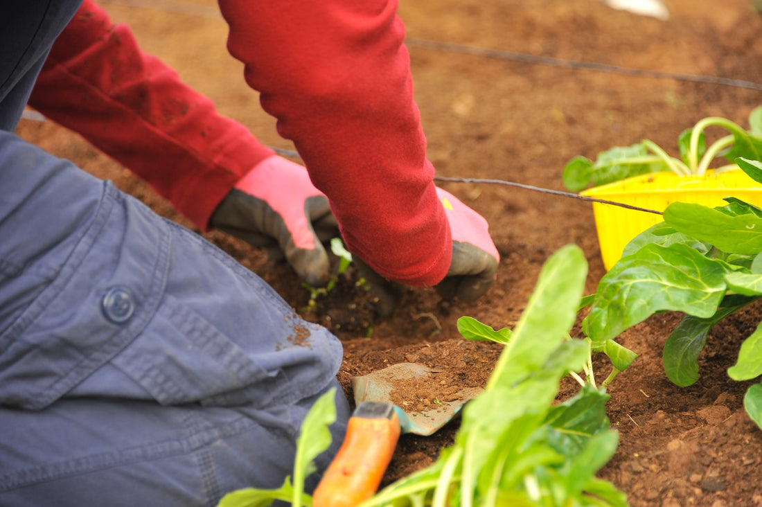 The Importance of No-Till Gardening Techniques