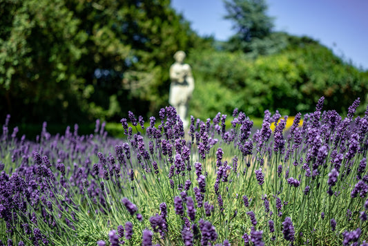 Guide to Harvesting and Drying Lavender