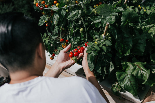 8 Reasons To Grow Vegetables In A Raised Bed