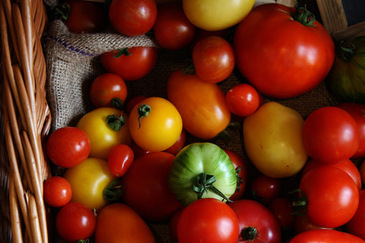 Introduction to Growing Tomatoes: Part One