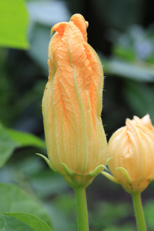 Basics of Growing Zucchini and Summer Squash Outdoors