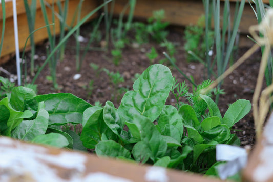 The Quick Guide To Setting Up A New Garden Bed
