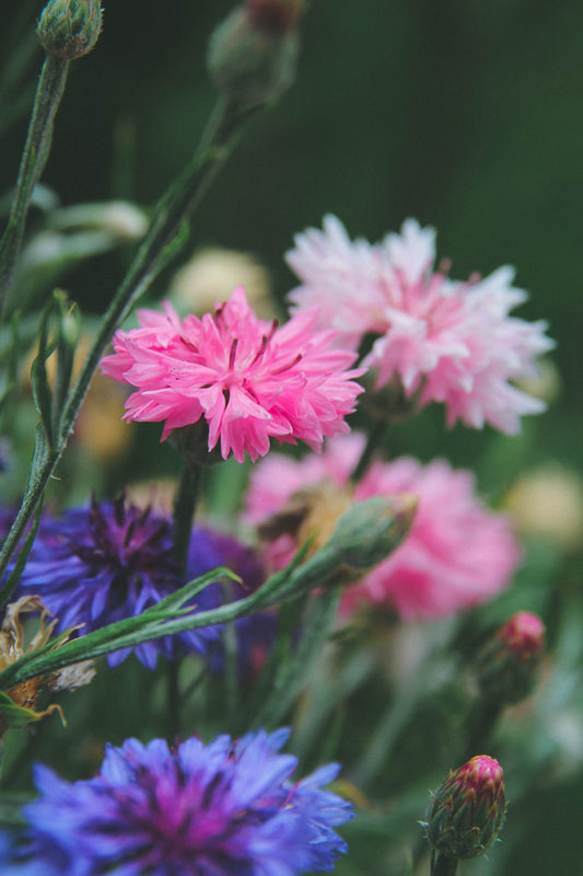 Growing Bachelor Button Flowers From Seed
