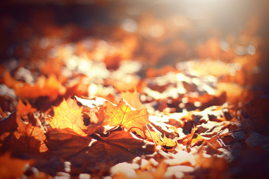 Putting Your Garden to Bed For The Winter