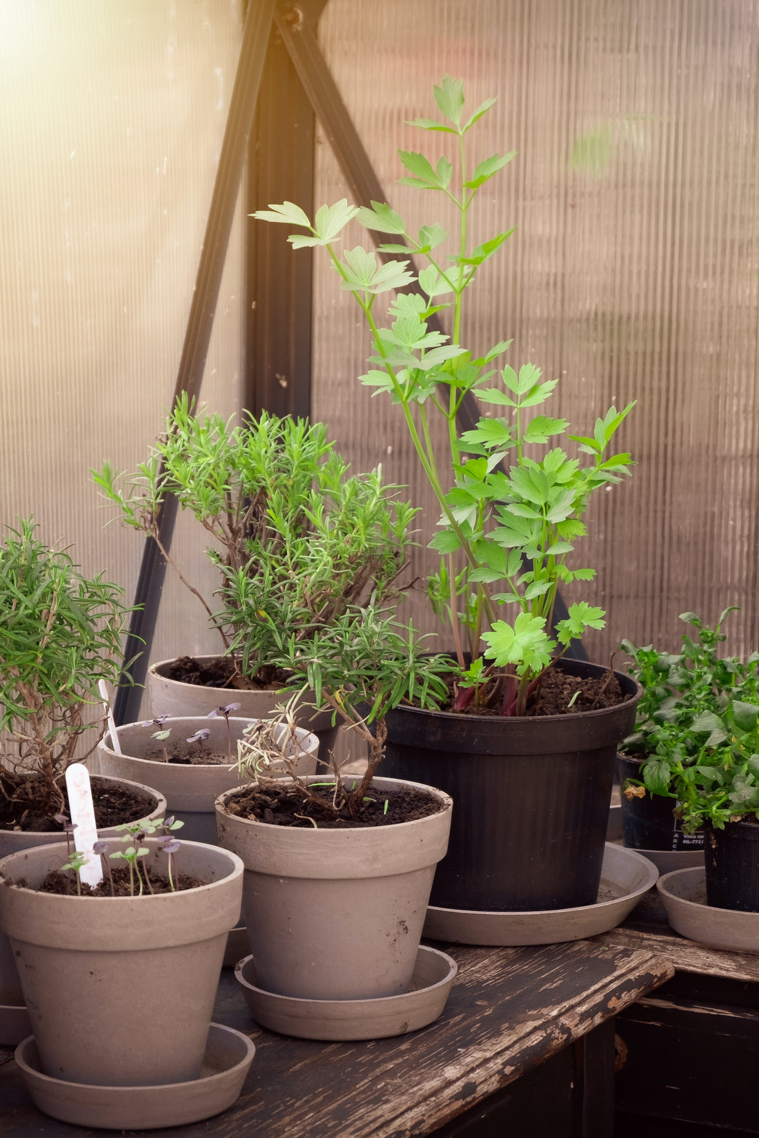 Micro Gardening: A Guide to Small-Space Gardening