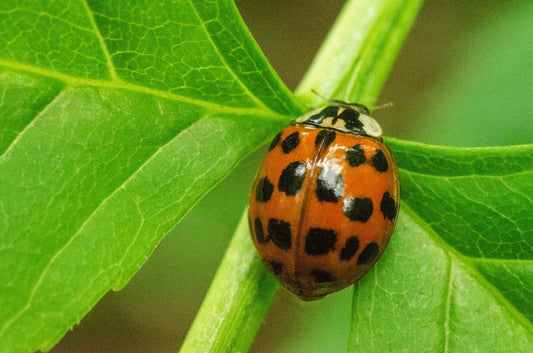 Why Asian Lady Beetles Are Invading Your Home (And What to Do About It)