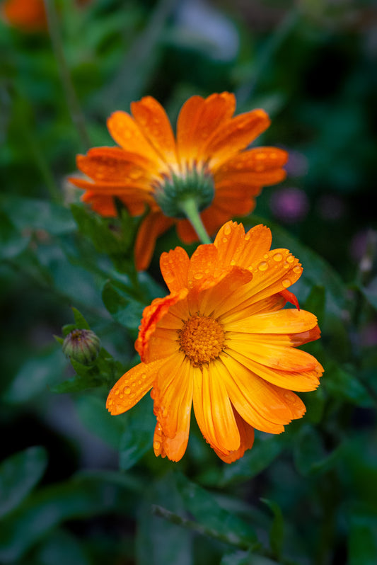 How To Grow Calendula From Seed