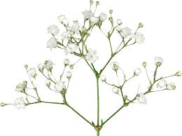 Covent Baby's Breath Covent Garden White, 1000 Flower Seeds per Packet
